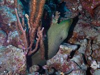 Green Moray Eel 1